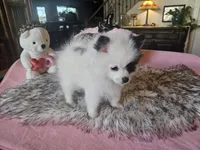 Missy, a female Pomeranian for sale in Mesa, AZ – 6 of 10