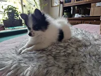 Helen, a female Pomeranian for sale in Mesa, AZ – 7 of 10