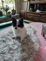 Helen, a female Pomeranian for sale in Mesa, AZ – 8 of 10