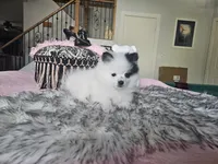 Evie, a female Pomeranian for sale in Mesa, AZ – 9 of 10
