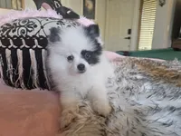 Missy, a female Pomeranian for sale in Mesa, AZ – 9 of 10