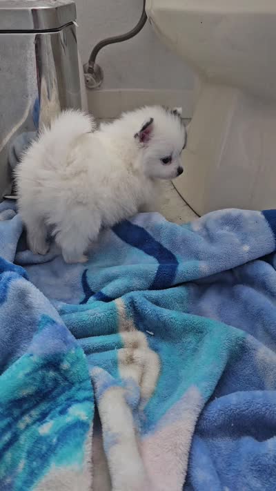 Boose, a female Pomeranian for sale in Mesa, AZ – 8 of 10