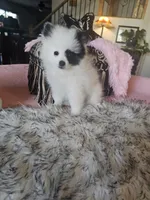 Missy, a female Pomeranian for sale in Mesa, AZ – 8 of 10