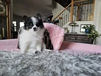 Helen, a female Pomeranian for sale in Mesa, AZ – 6 of 10