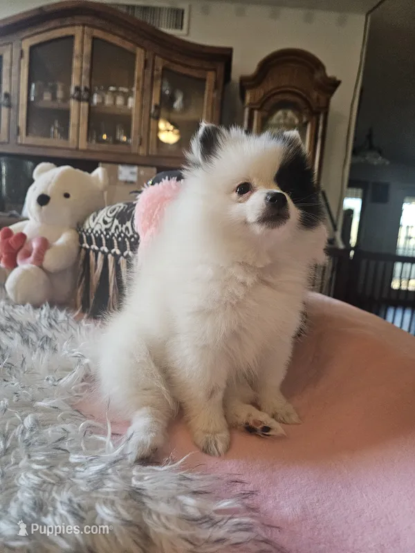 Missy – Pomeranian puppy for sale in Mesa, AZ