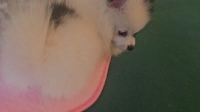 Missy, a female Pomeranian for sale in Mesa, AZ – 10 of 10