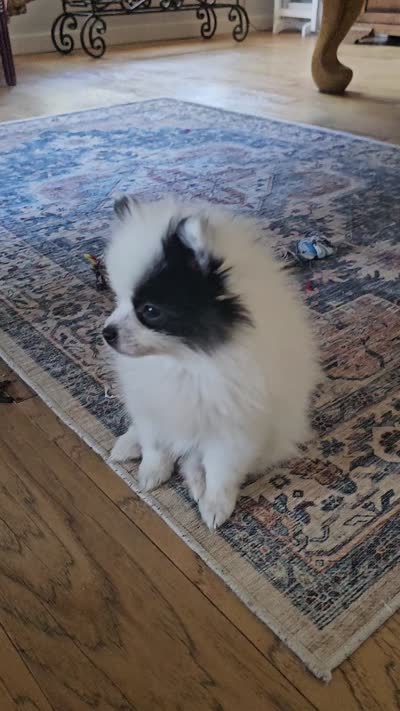 Boose, a female Pomeranian for sale in Mesa, AZ – 10 of 10