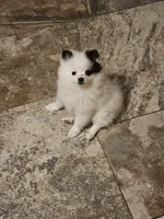 Evie, a female Pomeranian for sale in Mesa, AZ – 5 of 10