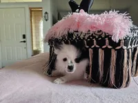 Evie, a female Pomeranian for sale in Mesa, AZ – 3 of 10