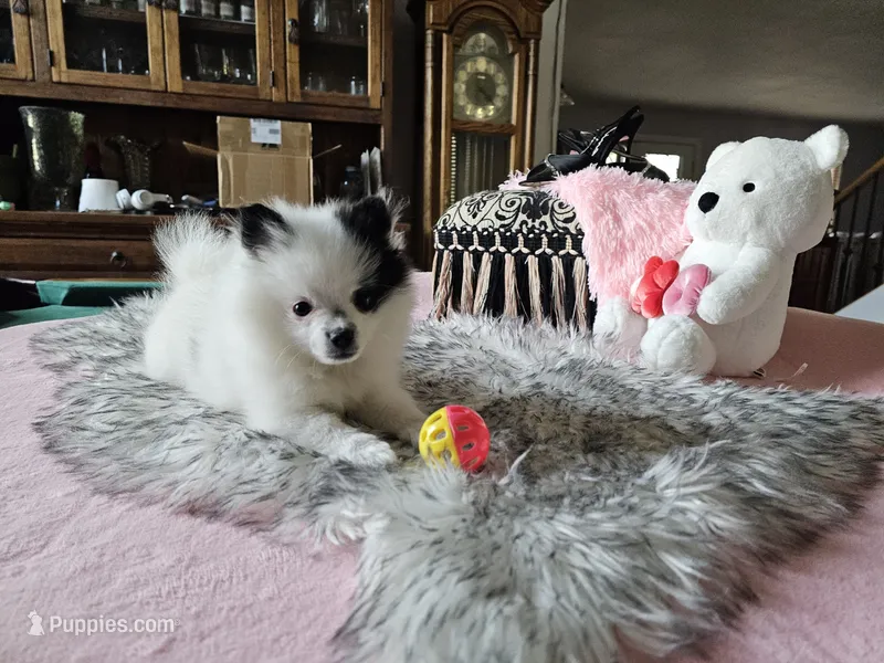 Evie – Pomeranian puppy for sale in Mesa, AZ