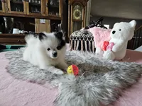 Evie, a female Pomeranian for sale in Mesa, AZ – 2 of 10