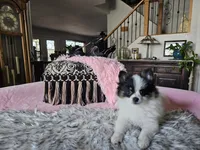 Helen, a female Pomeranian for sale in Mesa, AZ – 2 of 10