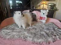 Boose, a female Pomeranian for sale in Mesa, AZ – 2 of 10