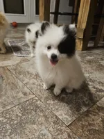 Boose, a female Pomeranian for sale in Mesa, AZ – 4 of 10