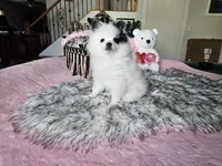 Evie, a female Pomeranian for sale in Mesa, AZ – 1 of 10