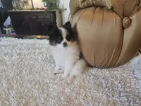 Helen, a female Pomeranian for sale in Mesa, AZ – 3 of 10