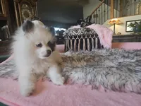 Missy, a female Pomeranian for sale in Mesa, AZ – 7 of 10