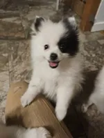 Boose, a female Pomeranian for sale in Mesa, AZ – 1 of 10