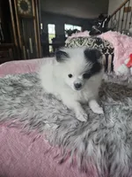Evie, a female Pomeranian for sale in Mesa, AZ – 8 of 10