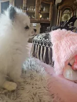 Missy, a female Pomeranian for sale in Mesa, AZ – 5 of 10