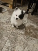 Boose, a female Pomeranian for sale in Mesa, AZ – 5 of 10