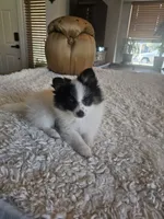 Helen, a female Pomeranian for sale in Mesa, AZ – 5 of 10