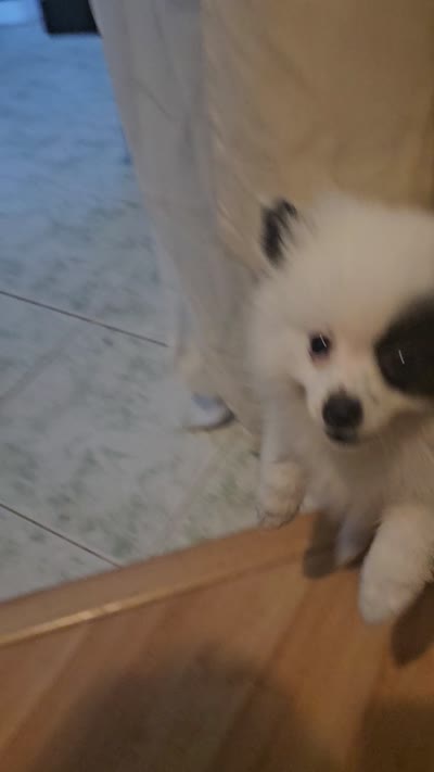 Boose, a female Pomeranian for sale in Mesa, AZ – 7 of 10