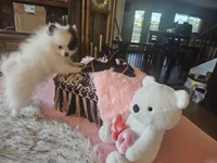 Boose, a female Pomeranian for sale in Mesa, AZ – 6 of 10