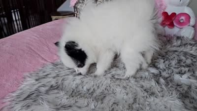 Evie, a female Pomeranian for sale in Mesa, AZ – 10 of 10