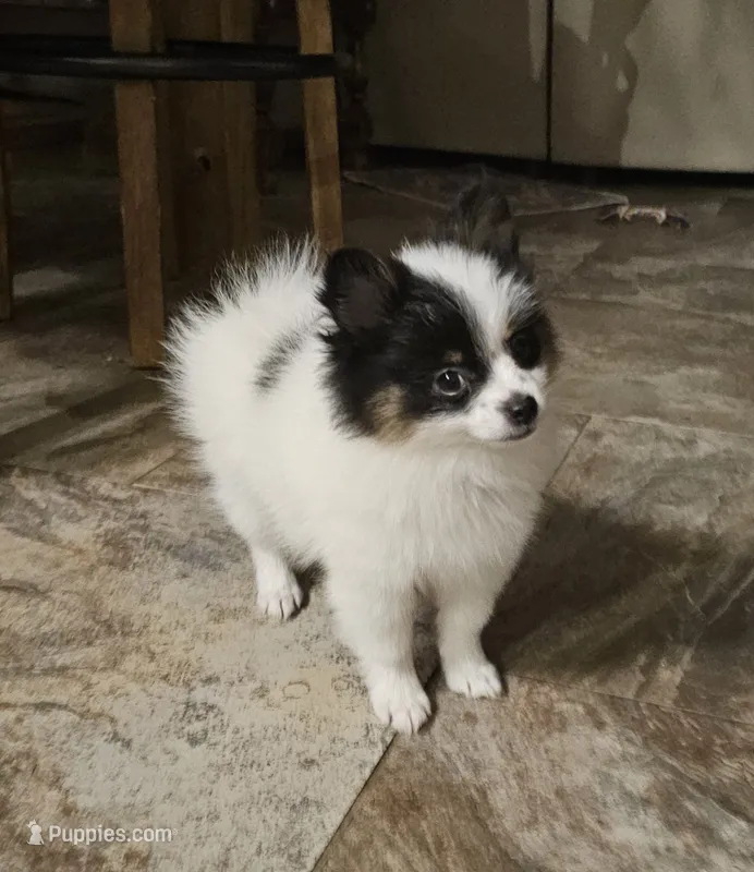 Helen – Pomeranian puppy for sale in Mesa, AZ