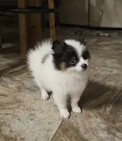 Helen, a female Pomeranian for sale in Mesa, AZ – 1 of 10