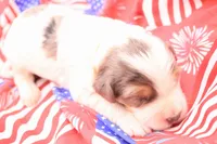 Orange, a male Miniature Bernedoodle for sale in Lexington Park, MD – 6 of 6