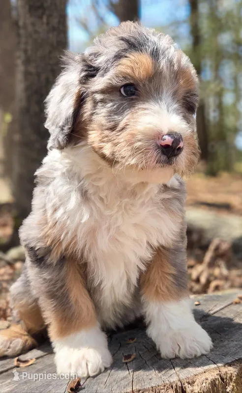 Pink – Bernedoodle puppy for sale in Lexington Park, MD
