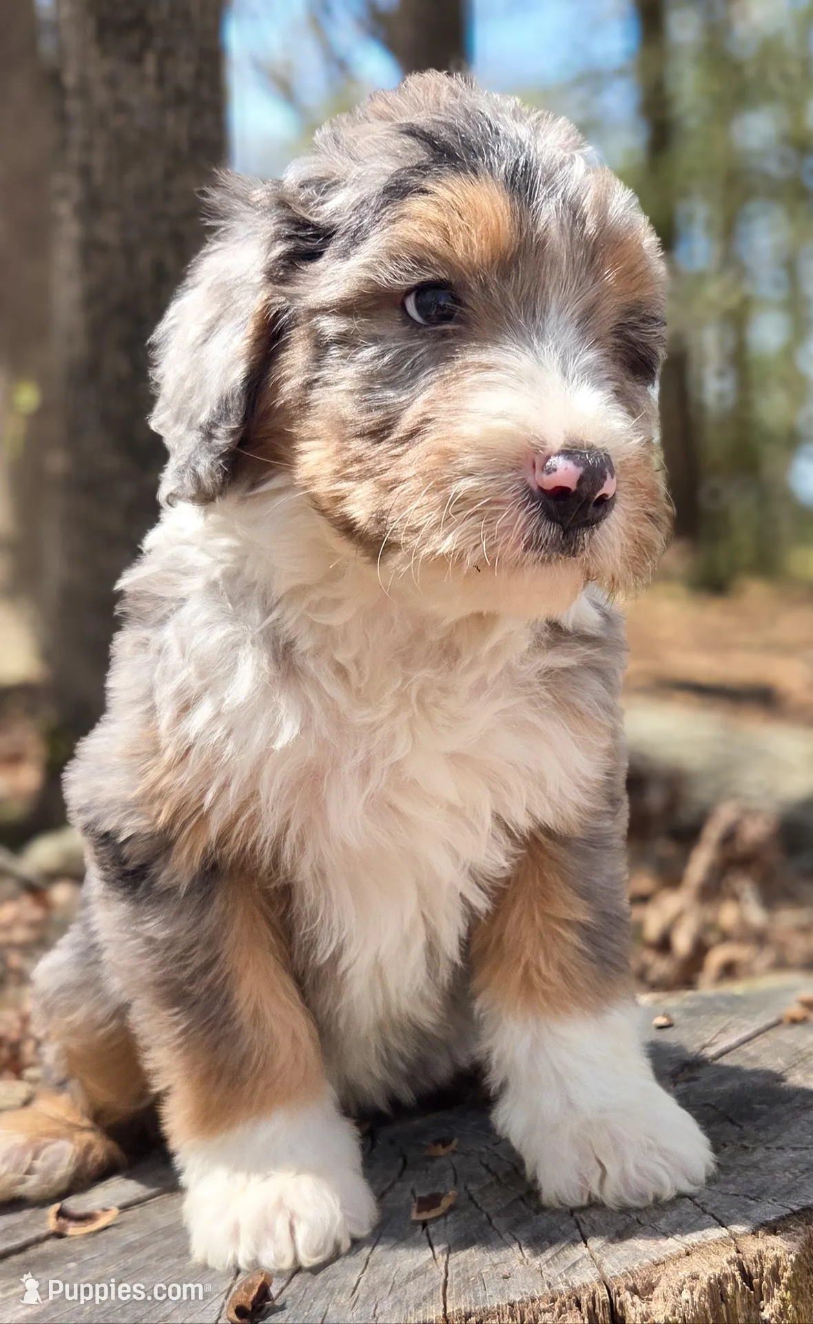 Pink, a female Bernedoodle for sale in Lexington Park, MD – Photo 1 of 10