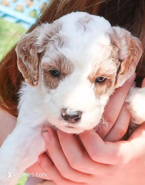 Bullseye  – Miniature Labradoodle puppy for sale in Lexington Park, MD