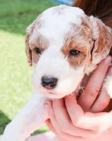 Bullseye , a male Miniature Labradoodle for sale in Lexington Park, MD – Photo 2 of 2