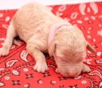 Light pink, a female Miniature Labradoodle for sale in Lexington Park, MD – 2 of 4