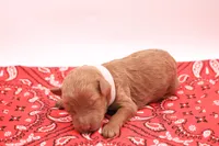 White, a female Miniature Labradoodle for sale in Lexington Park, MD – 3 of 4