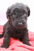 Brown Collar Mini, a male Miniature Labradoodle for sale in Lexington Park, MD – Photo 2 of 5