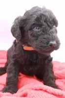 Brown Collar Mini, a male Miniature Labradoodle for sale in Lexington Park, MD – Photo 3 of 5
