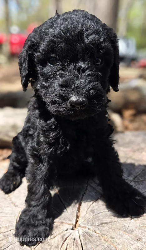 Brown Collar Mini – Miniature Labradoodle puppy for sale in Lexington Park, MD