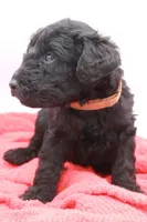 Brown Collar Mini, a male Miniature Labradoodle for sale in Lexington Park, MD – Photo 5 of 5