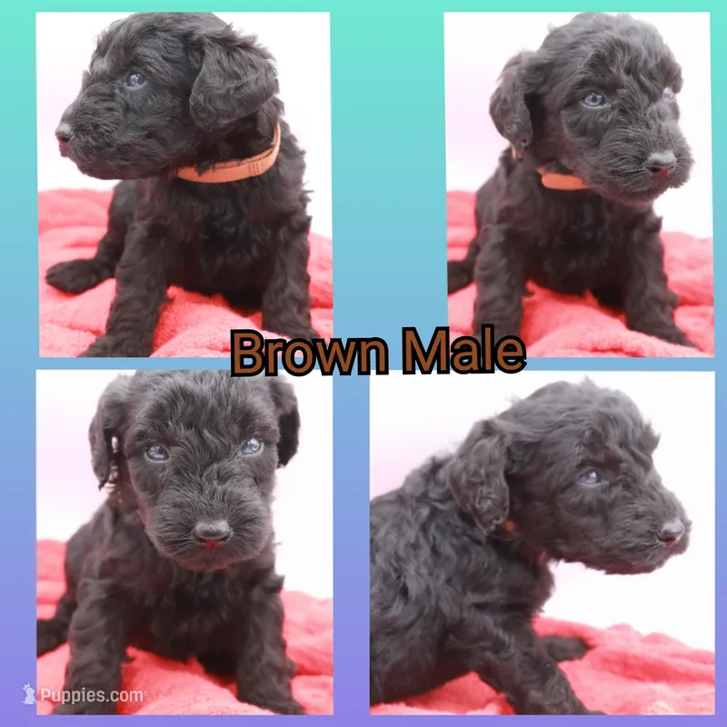 Brown Collar Mini – Miniature Labradoodle puppy for sale in Lexington Park, MD