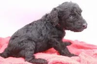 Brown Collar Mini, a male Miniature Labradoodle for sale in Lexington Park, MD – Photo 4 of 5
