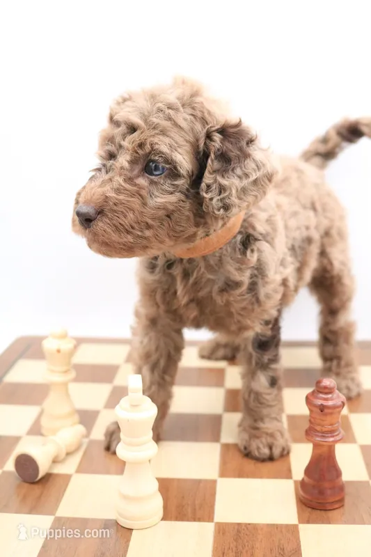 Brown – Miniature Labradoodle puppy for sale in Lexington Park, MD