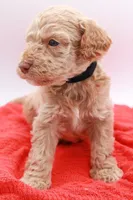 Black Mini, a male Miniature Labradoodle for sale in Lexington Park, MD – Photo 6 of 6
