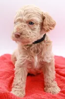 Black Mini, a male Miniature Labradoodle for sale in Lexington Park, MD – Photo 3 of 6