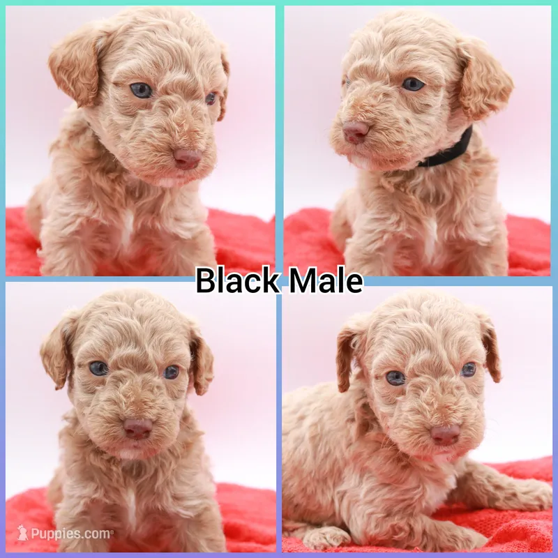 Black Mini – Miniature Labradoodle puppy for sale in Lexington Park, MD