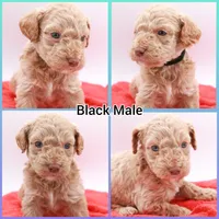 Black Mini, a male Miniature Labradoodle for sale in Lexington Park, MD – Photo 1 of 6