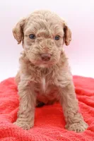 Black Mini, a male Miniature Labradoodle for sale in Lexington Park, MD – Photo 4 of 6